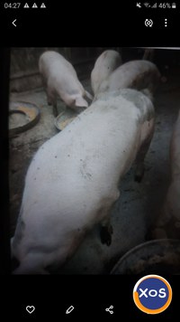 Vind porci crescuti natural 150...180...200kg - 1