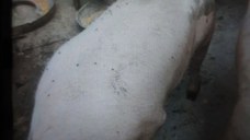 Vind porci crescuti natural 140 si 160 kg