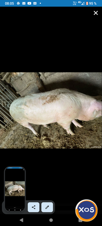 Porc de vinzare ,, - 2