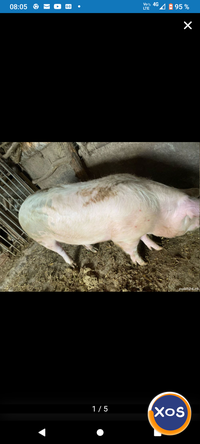 Porc de vinzare ,, - 1