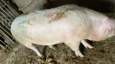 Porc de vinzare ,,