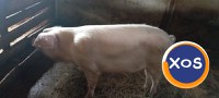 Porci de vânzare - 9