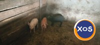 Porci de vânzare - 7