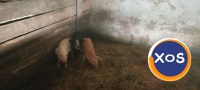 Porci de vânzare - 6