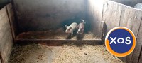 Porci de vânzare - 4