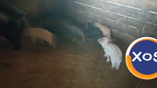 Porci de vânzare