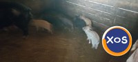Porci de vânzare - 1