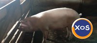 Porci mari și mici de vanzare - 10