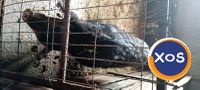 Porci mari și mici de vanzare - 9
