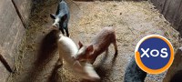 Porci mari și mici de vanzare - 6
