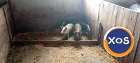 Porci mari și mici de vanzare - 5
