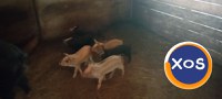 Porci mari și mici de vanzare - 1