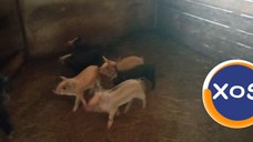 Porci mari și mici de vanzare