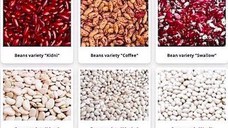 Beans Wholesale from a Ukrainian Company
