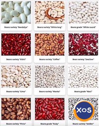 Beans Wholesale from a Ukrainian Company - 1