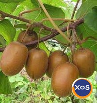 Butasi  Kiwi Soiul Actinidia - 1