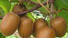 Butasi  Kiwi Soiul Actinidia