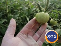 Insecticid Dicarzol 50 Sp împotriva tripsului - 4