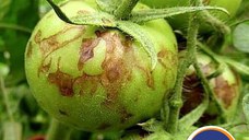 Insecticid Dicarzol 50 Sp împotriva tripsului