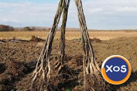 INVESTEȘTE ÎN VIITORUL COPILULUI TĂU CU O LIVADĂ DE NUC GEOAGIU! - 4