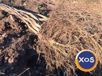 INVESTEȘTE ÎN VIITORUL COPILULUI TĂU CU O LIVADĂ DE NUC GEOAGIU! - 5