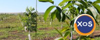 INVESTEȘTE ÎN VIITORUL COPILULUI TĂU CU O LIVADĂ DE NUC GEOAGIU! - 7