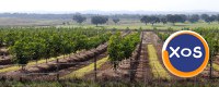 INVESTEȘTE ÎN VIITORUL COPILULUI TĂU CU O LIVADĂ DE NUC GEOAGIU! - 8