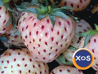 Stoloni Capsuni Soiul Pineberry  Si Alte Soiuri In Comentariu - 1