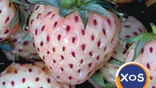 Stoloni Capsuni Soiul Pineberry  Si Alte Soiuri In Comentariu