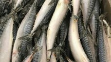 Frozen Atlantic Mackerel Fish / Frozen Pacific Mackerel & Frozen Horse