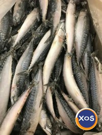 Frozen Atlantic Mackerel Fish / Frozen Pacific Mackerel & Frozen Horse - 1