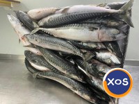 Frozen Atlantic Mackerel Fish / Frozen Pacific Mackerel & Frozen Horse - 4