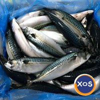 Frozen Atlantic Mackerel Fish / Frozen Pacific Mackerel & Frozen Horse - 5