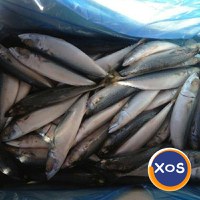 Frozen Atlantic Mackerel Fish / Frozen Pacific Mackerel & Frozen Horse - 6