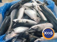 Frozen Atlantic Mackerel Fish / Frozen Pacific Mackerel & Frozen Horse - 2