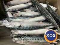 Frozen Atlantic Mackerel Fish / Frozen Pacific Mackerel & Frozen Horse - 3