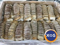 Frozen Fresh Lobsters Wholesale / Frozen Fresh Lobsters - 3