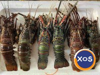 Frozen Fresh Lobsters Wholesale / Frozen Fresh Lobsters - 1