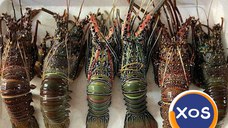 Frozen Fresh Lobsters Wholesale / Frozen Fresh Lobsters