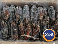 Frozen Fresh Lobsters Wholesale / Frozen Fresh Lobsters - 2