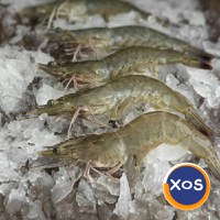 Frozen Fresh Lobsters Wholesale / Frozen Fresh Lobsters - 7