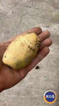 Cartof pentru consum alb si rosii - 1