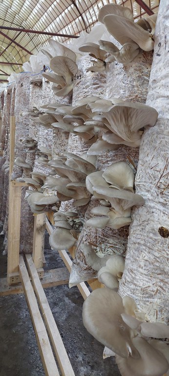 Riot Higgins House Vand saci însămânțati cu miceliu ciuperci pleurotus — XOS
