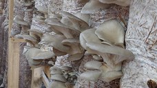 Vand saci însămânțati cu miceliu ciuperci pleurotus