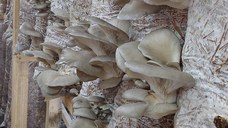 Compost ciuperci pleurotus