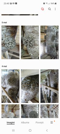 Compost ciuperci pleurotus - 2