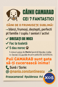 7 frați, 1 poveste unica | CAMARADUL TAU din linia Cei 7 Superbi - 9