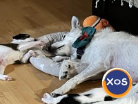 7 frați, 1 poveste unica | CAMARADUL TAU din linia Cei 7 Superbi - 19
