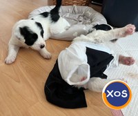 7 frați, 1 poveste unica | CAMARADUL TAU din linia Cei 7 Superbi - 20