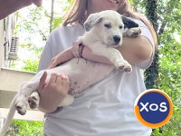 7 frați, 1 poveste unica | CAMARADUL TAU din linia Cei 7 Superbi - 10